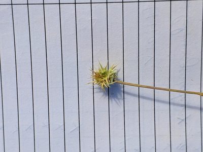 Echinaria capitata, photographed by Denys Vynokurov