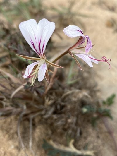 Pelargonium caucalifolium, photographed by Dave U
