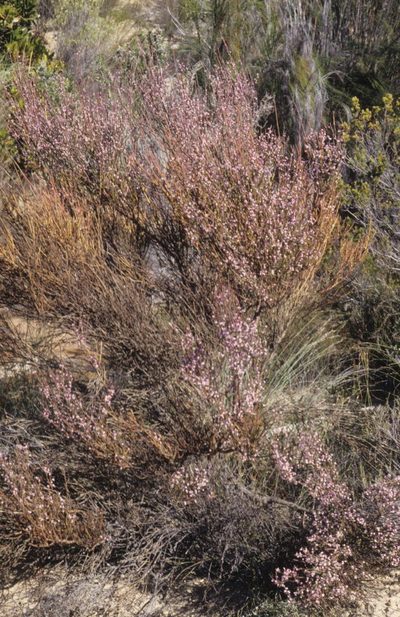 Muraltia scoparia, photographed by Tom Lloyd Evans