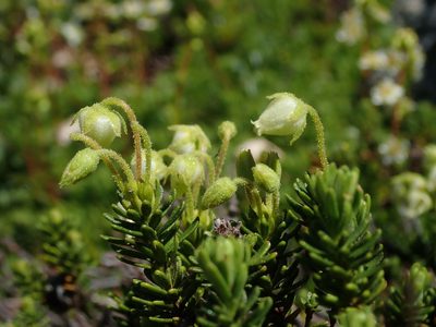 Phyllodoce glanduliflora, photographed by Nolan Exe