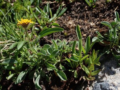 Erigeron aureus, photographed by Nolan Exe