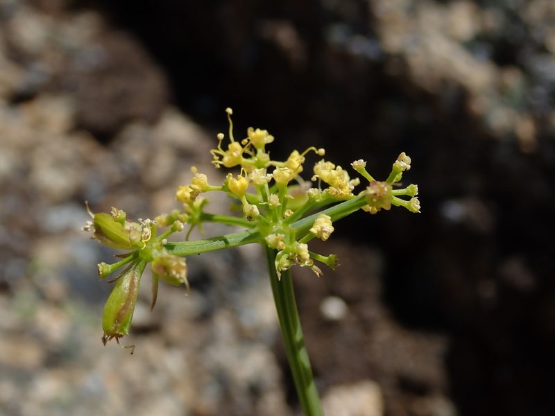 Lomatium brandegeei, photographed by Nolan Exe