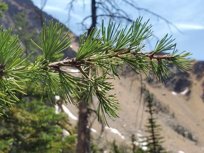 Larix lyallii, photographed by Nolan Exe