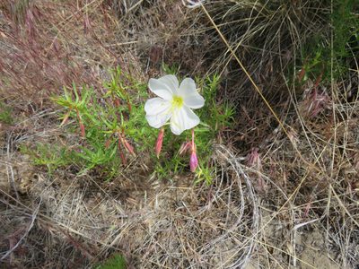 Oenothera pallida, photographed by Erin Springinotic
