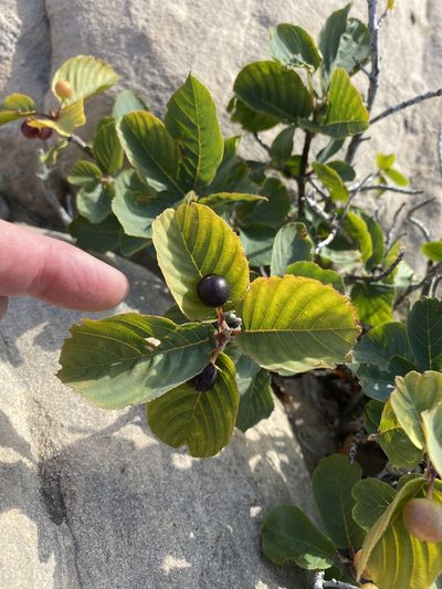 Frangula obovata, photographed by Kate Harper