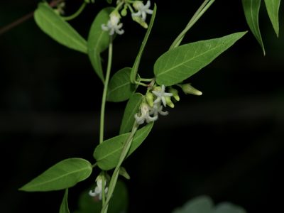 Metastelma barbigerum, photographed by Michelle W. （鍾偉瑋）