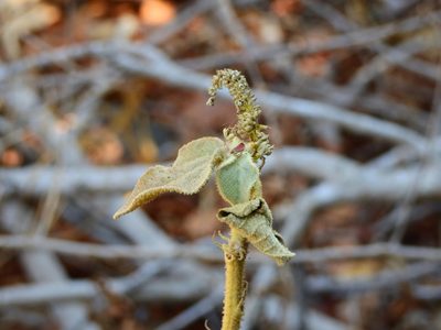 Croton suberosus, photographed by Diana Fuentes