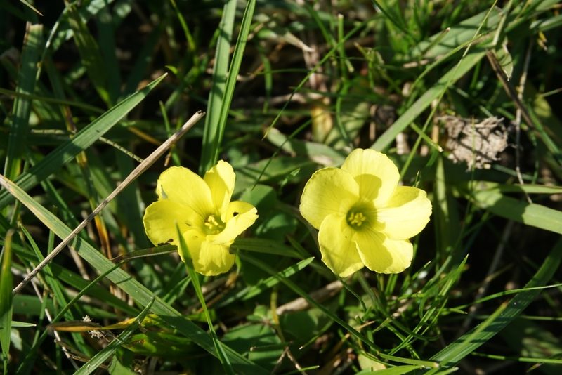 Oxalis sellowiana, photographed by florsoteras