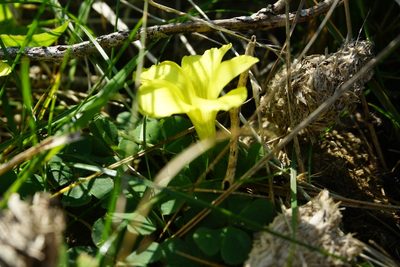 Oxalis sellowiana, photographed by florsoteras