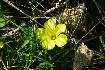 Oxalis sellowiana, photographed by florsoteras
