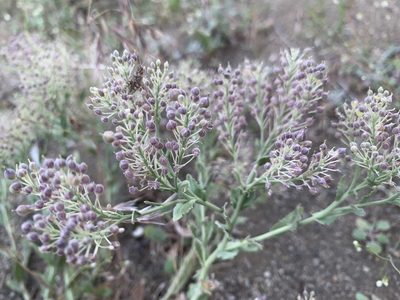 Lepidium appelianum, photographed by mark-groeneveld