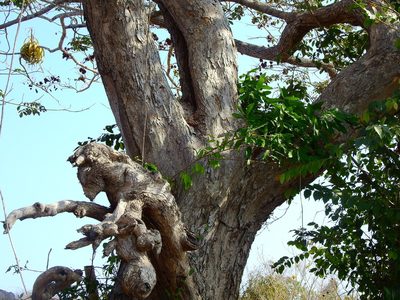 Pterocarpus acapulcensis, photographed by Diana Fuentes