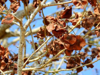Pterocarpus acapulcensis, photographed by Diana Fuentes