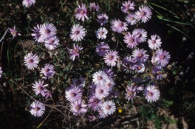 Lampranthus leptaleon, photographed by Tom Lloyd Evans