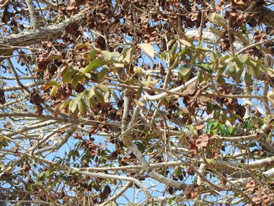 Pterocarpus acapulcensis, photographed by Diana Fuentes
