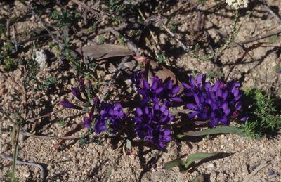 Codonorhiza azurea, photographed by Tom Lloyd Evans
