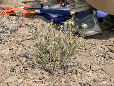 Brickellia oblongifolia, photographed by Bobby McCabe