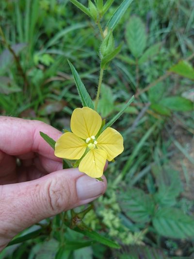 Ludwigia hirtella, photographed by Abby Darrah