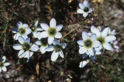 Ixia monadelpha, photographed by Tom Lloyd Evans