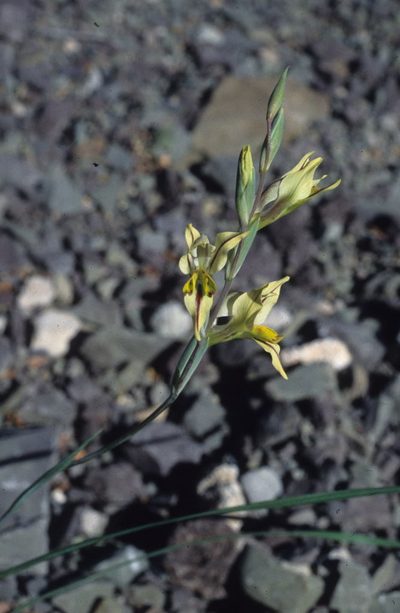 Gladiolus karooicus, photographed by Tom Lloyd Evans
