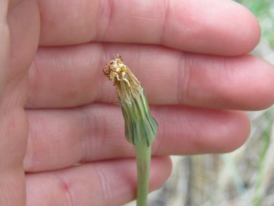 Nothocalais troximoides, photographed by Erin Springinotic