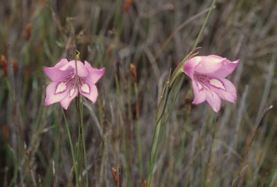 Gladiolus ornatus, photographed by Tom Lloyd Evans