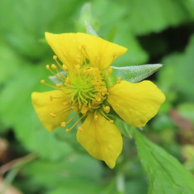 Geum japonicum, photographed by Timur Kalininsky