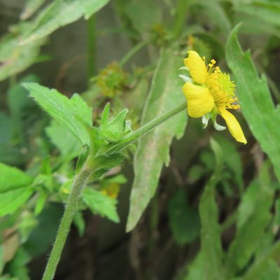Geum japonicum, photographed by Timur Kalininsky