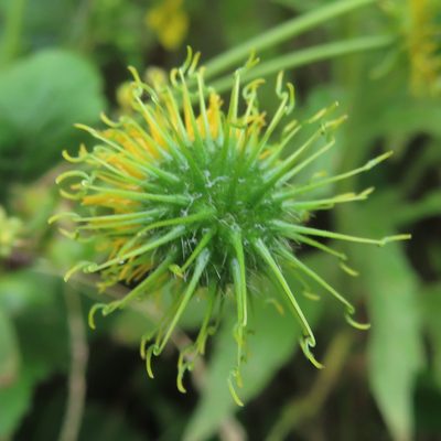 Geum japonicum, photographed by Timur Kalininsky