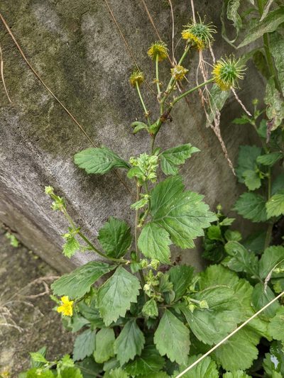 Geum japonicum, photographed by Timur Kalininsky