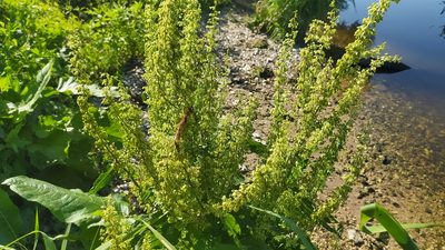 Rumex aquaticus, photographed by snaily_naily