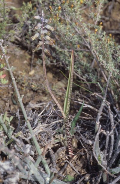 Lachenalia attenuata, photographed by Tom Lloyd Evans