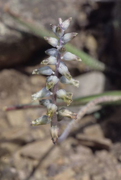 Lachenalia attenuata, photographed by Tom Lloyd Evans