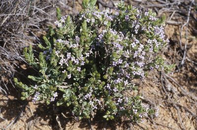 Gnidia cyanea, photographed by Tom Lloyd Evans
