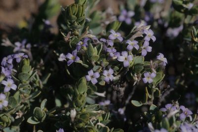 Gnidia cyanea, photographed by Tom Lloyd Evans