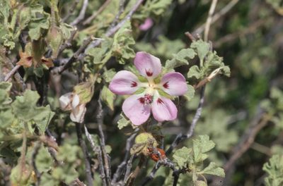 Anisodontea triloba, photographed by Tom Lloyd Evans