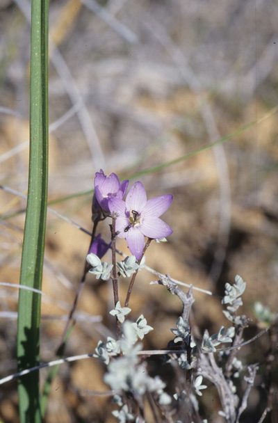 Geissorhiza heterostyla, photographed by Tom Lloyd Evans