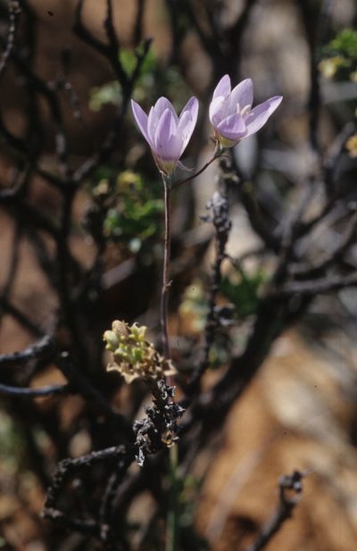 Geissorhiza heterostyla, photographed by Tom Lloyd Evans
