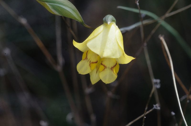 Gladiolus pritzelii, photographed by Tom Lloyd Evans