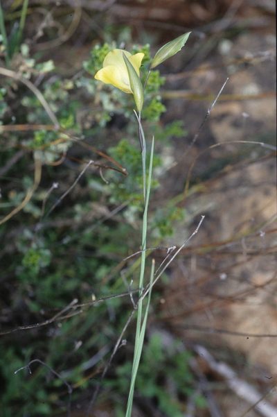 Gladiolus pritzelii, photographed by Tom Lloyd Evans