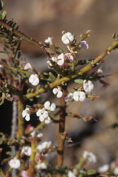 Muraltia horrida, photographed by Tom Lloyd Evans