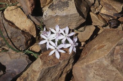 Lapeirousia plicata, photographed by Tom Lloyd Evans