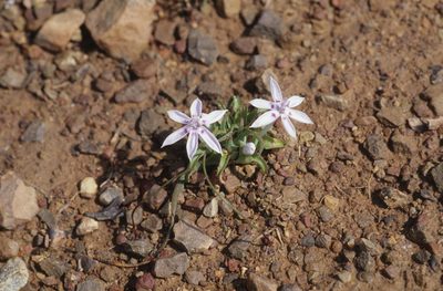 Lapeirousia plicata, photographed by Tom Lloyd Evans