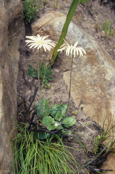 Gerbera wrightii, photographed by Tom Lloyd Evans