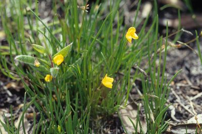 Lebeckia wrightii, photographed by Tom Lloyd Evans