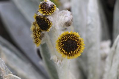 Espeletia brachyaxiantha, photographed by Andrés Ramírez-Barrera