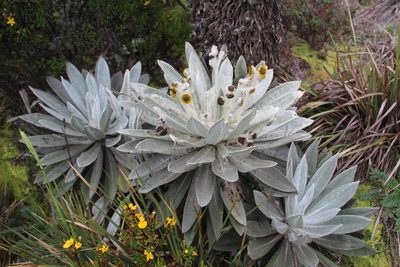 Espeletia brachyaxiantha, photographed by Andrés Ramírez-Barrera