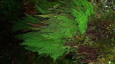 Hymenophyllum pulcherrimum, photographed by Sarah Richardson