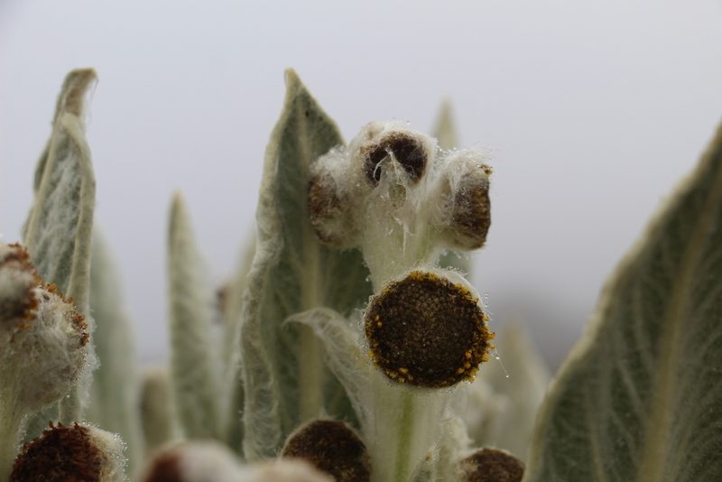 Espeletia brachyaxiantha, photographed by Andrés Ramírez-Barrera