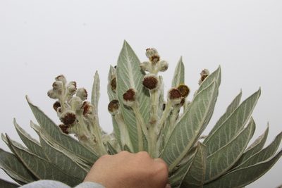 Espeletia brachyaxiantha, photographed by Andrés Ramírez-Barrera